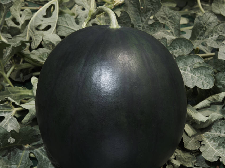 Sandia negra de densuke (japn)