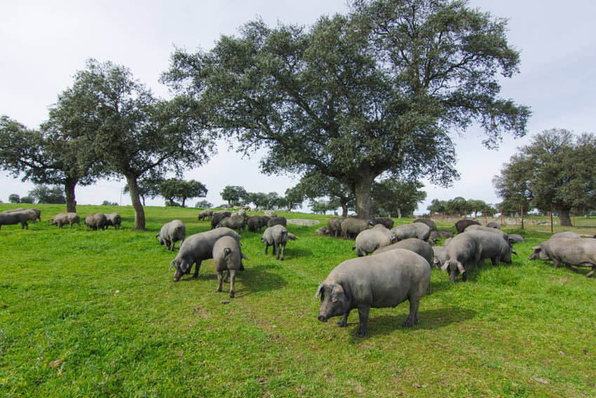 Un estudio internacional avala los beneficios del consumo de carne de cerdo