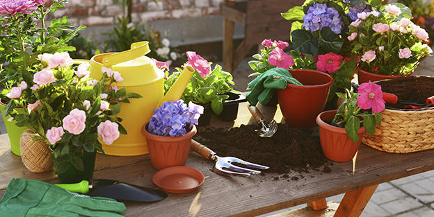 Elige las mejores plantas de verano para tu terraza