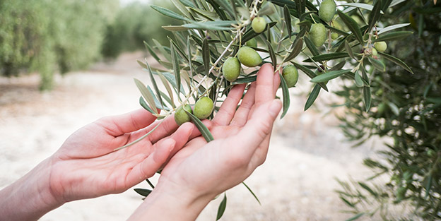 Curiosidades sobre las aceitunas