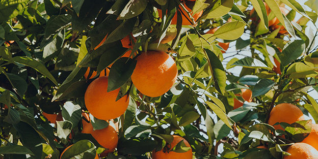 Preguntas curiosas sobre las naranjas