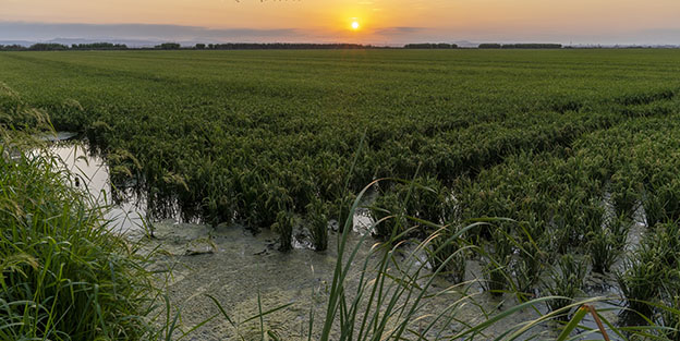 ¿Dónde se cultiva el arroz en España?