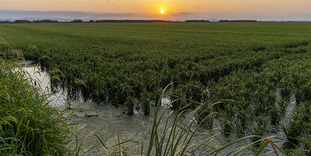 Dnde se cultiva el arroz en Espaa?