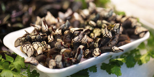 Curiosidades sobre los percebes