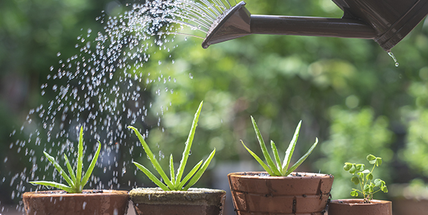 Cómo regar las plantas de casa en vacaciones